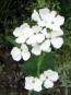 Money Plant AKA Silver Dollar 'Alba' Seeds (Certified Organic)