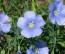 Blue Flax