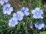 Blue Flax