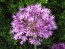 Allium/Flowering Onion 'Purple Sensation'