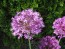 Allium/Flowering Onion 'Purple Sensation'
