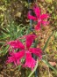 Sweet William 'Spooky Mixed' 