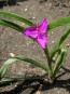 Spiderwort AKA Spider Lily, Pink Seeds (Certified Organic)