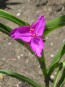 Spiderwort AKA Spider Lily, Pink Seeds (Certified Organic)