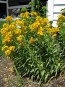 Siberian Wallflower 