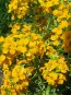 Siberian Wallflower 