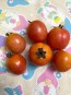 Tomato 'German Lunchbox' Seeds (Certified Organic)