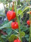 Red Chinese Lanterns