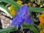 Spiderwort AKA Spider Lily, Purple