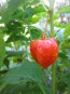 Red Chinese Lanterns