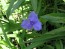Spiderwort AKA Spider Lily, Purple