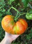 Tomato 'Legs Diamond' 