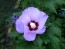 Purple Rose of Sharon