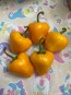 Hot Pepper 'Hinkelhatz Chicken Heart Yellow' Seeds (Certified Organic)