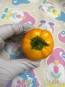 Hot Pepper 'Hinkelhatz Chicken Heart Yellow' Seeds (Certified Organic)