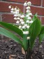 Lily of the Valley Seeds (Certified Organic)