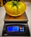 Tomato 'Gold Medal'