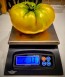 Tomato 'Gold Medal' Plant (4" Pot, single)