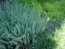 Sedum 'Blue Spruce' 