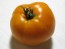 Tomato 'Persimmon'