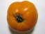 Tomato 'Persimmon'