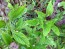 Basil 'Cinnamon' 