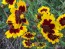 Plains Coreopsis