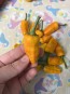 Hot Pepper 'Fish Orange' Seeds (Certified Organic)