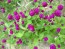 Globe Amaranth 'Gnome Purple'