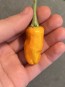 Hot Pepper 'Fish Orange' Seeds (Certified Organic)