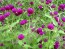 Globe Amaranth 'Gnome Purple'