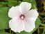 Mallow 'Dwarf White Rose Stripe' AKA ‘Dwarf Pink Blush’ 