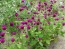 Globe Amaranth 'Gnome Purple'