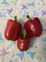 Sweet Pepper 'Pick Me Quick' Seeds (Certified Organic)