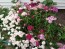 Sweet William 'Single Mixed'