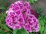 Sweet William 'Single Mixed'