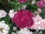 Sweet William 'Single Mixed'