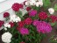 Sweet William 'Single Mixed'