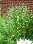 Bee Balm 'Purple Rooster' 