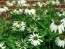 Coneflower 'White Swan'