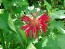 Bee Balm, Red Seeds (Certified Organic)