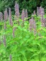 Lavender Hyssop 'Blue Licorice'