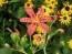 Orange Blackberry Lily