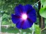 Morning Glory 'Grandpa Ott's' Seeds (Certified Organic)