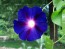 Morning Glory 'Grandpa Ott's' Seeds (Certified Organic)