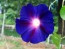 Morning Glory 'Grandpa Ott's' Seeds (Certified Organic)