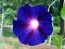 Morning Glory ‘Purple Mix’