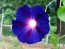 Morning Glory 'Grandpa Ott's' Seeds (Certified Organic)