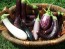 Eggplant ‘Casper’ Seeds (Certified Organic)