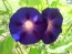 Morning Glory 'Grandpa Ott's' Seeds (Certified Organic)